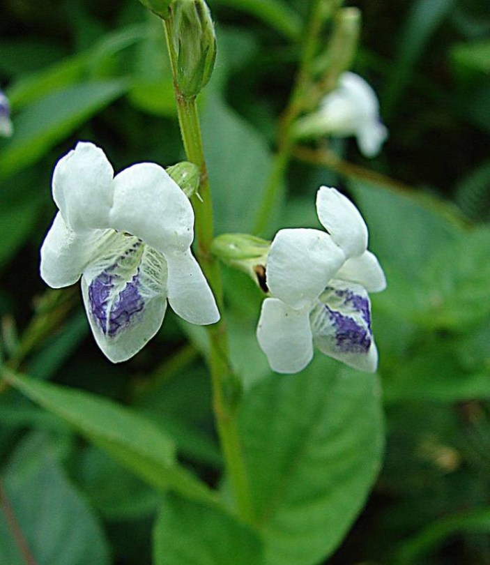 Kínai ibolya - Coromandel, Asystasia gangetica, ehető virág